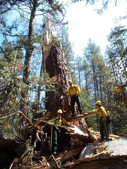 Firefighters at strike tree