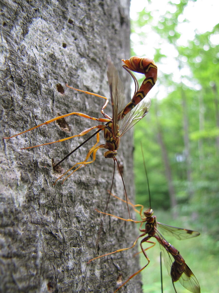 Megarhyssa_macrurus_lunato.jpg