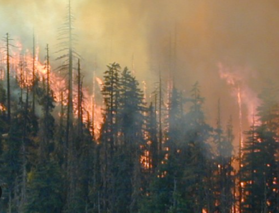 Savage Creek