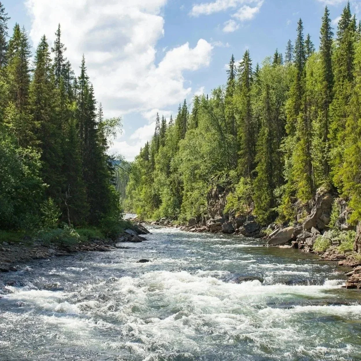 A rapidly flowing river with banks full of tall trees
