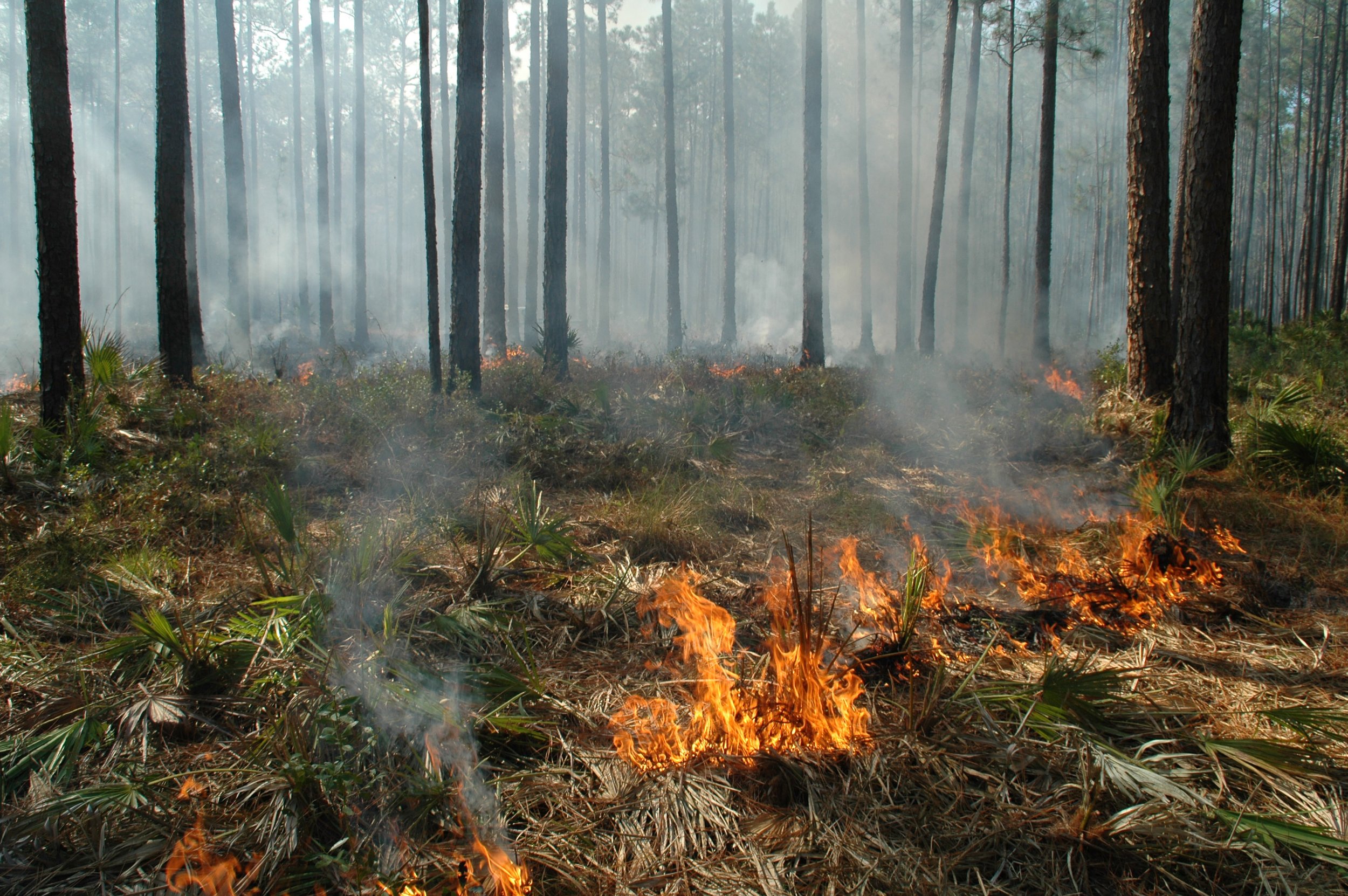 After the Greenfire Revolution: Reimagining Collective Identities of the Future Wildland Fire Workforce in a Paradigm Shift for Ecological Fire Management
