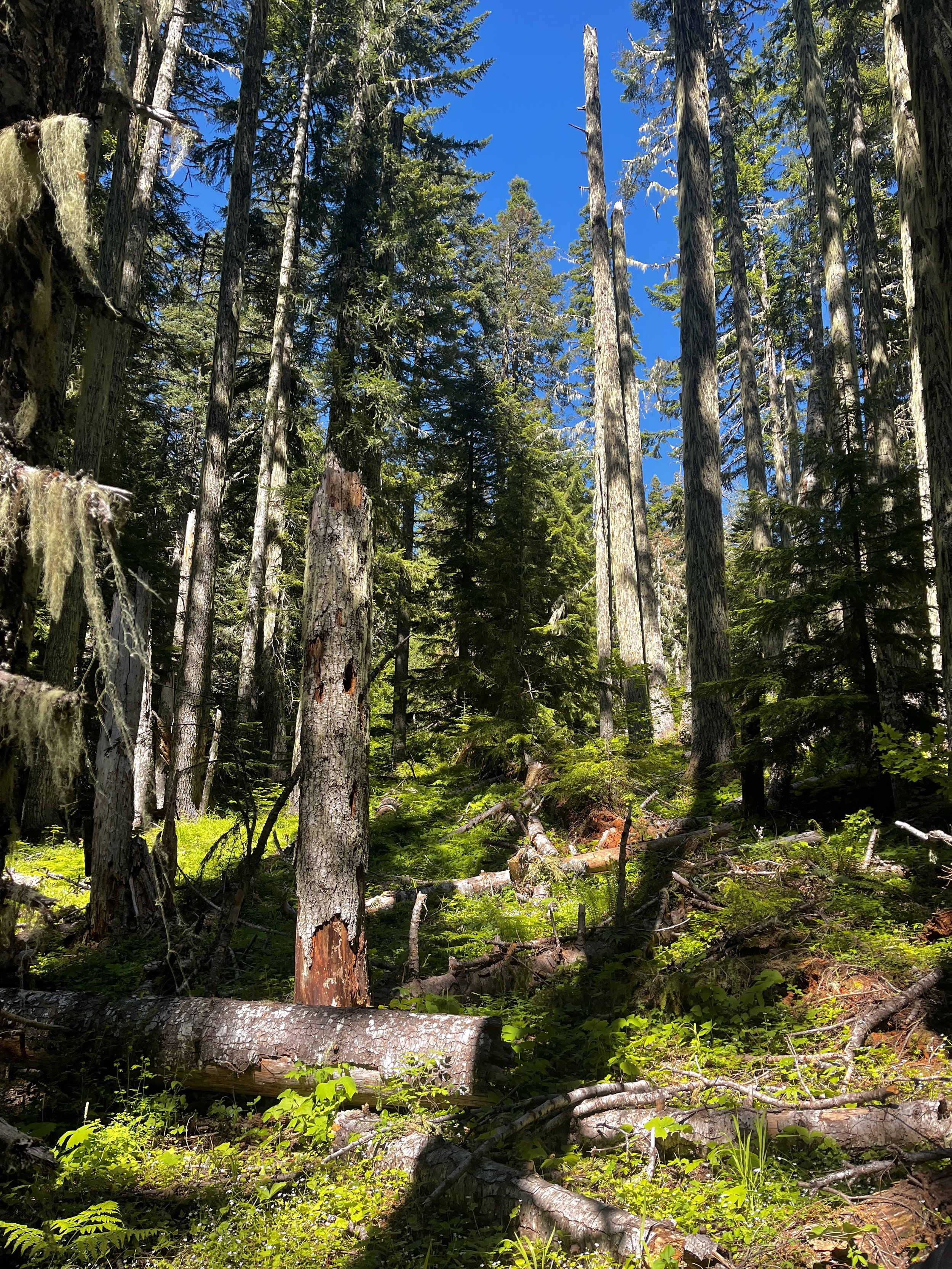 Photo from a timber sale area in the Willamette National Forest by Madison Lusk
