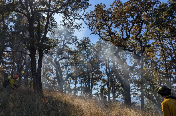 Willamette Ignition Network Class: S-219: Firing Operations