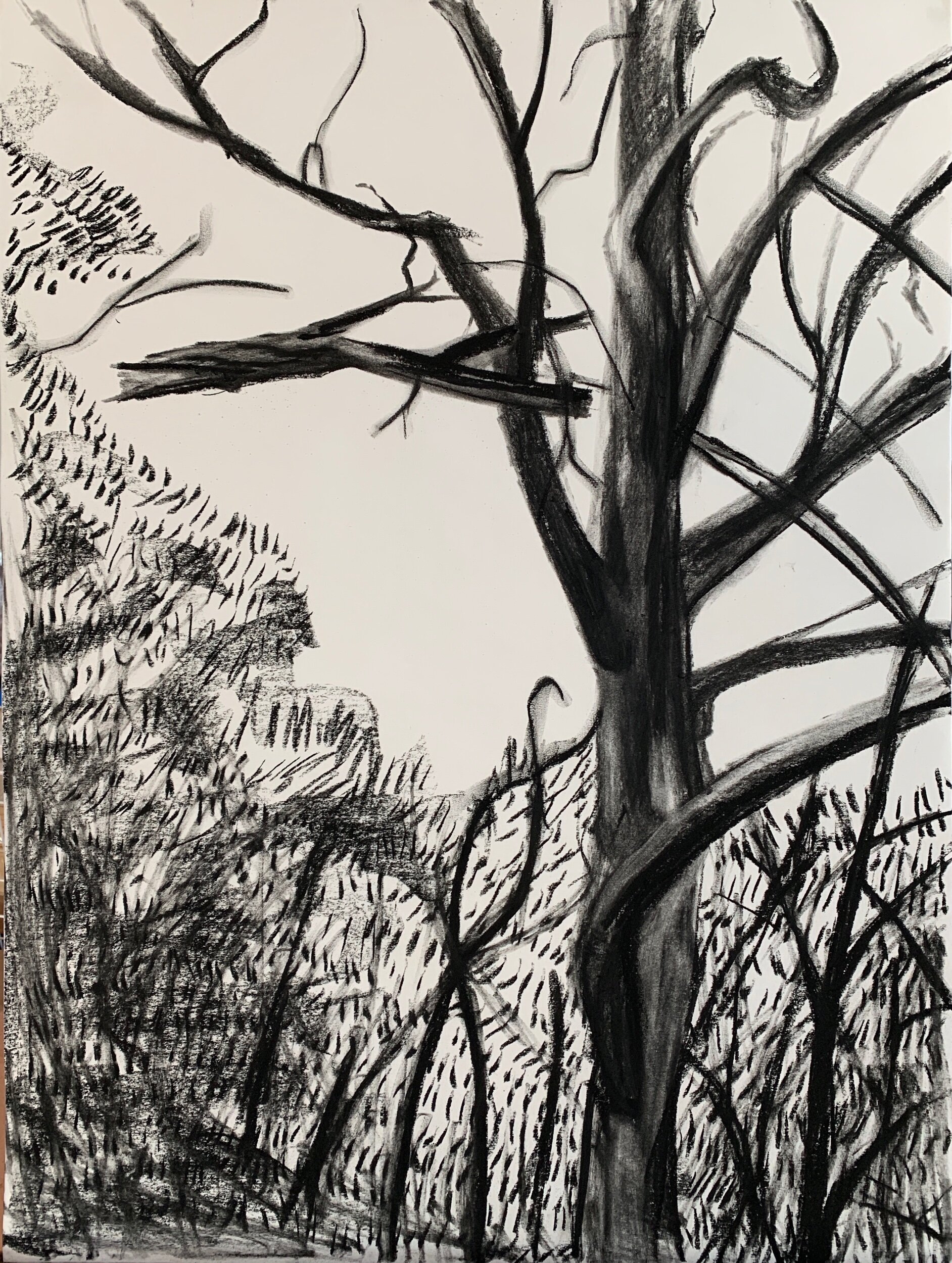 Charcoal trees on my lunchtime walk