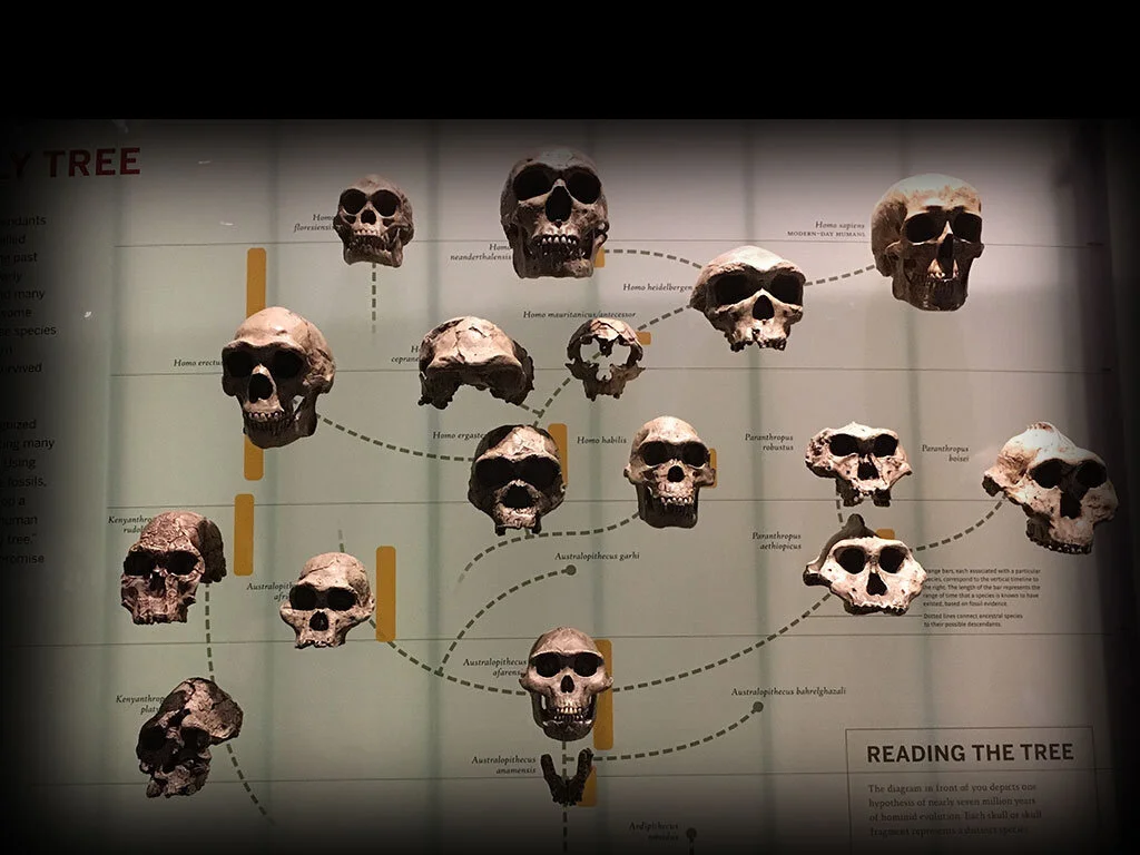 Excavating Humanity