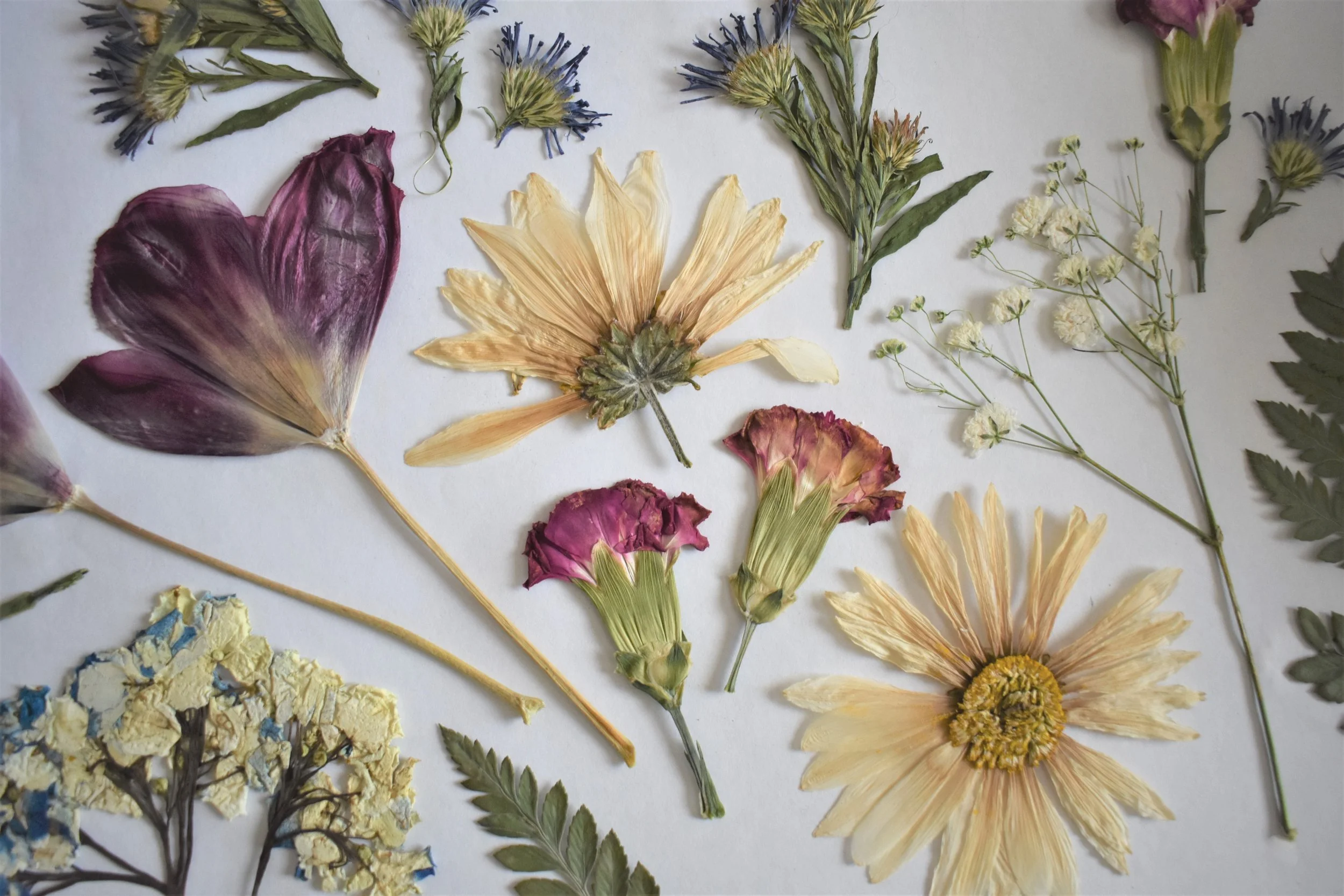 The Flower Pressing Process — flowers by franny