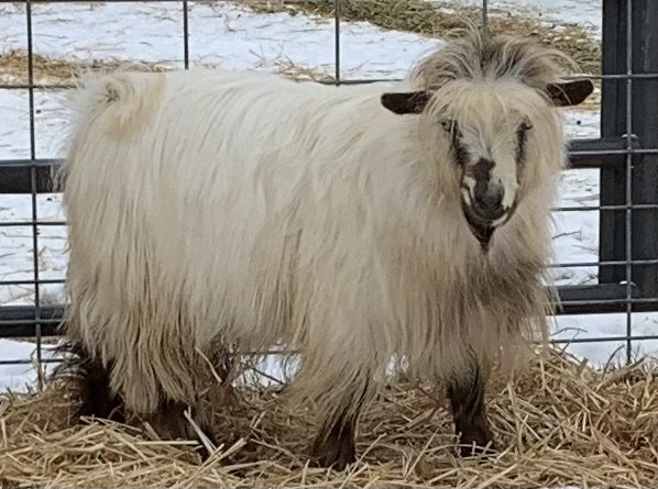 Frassenei Farms Finnigan, Mini Silky Buck