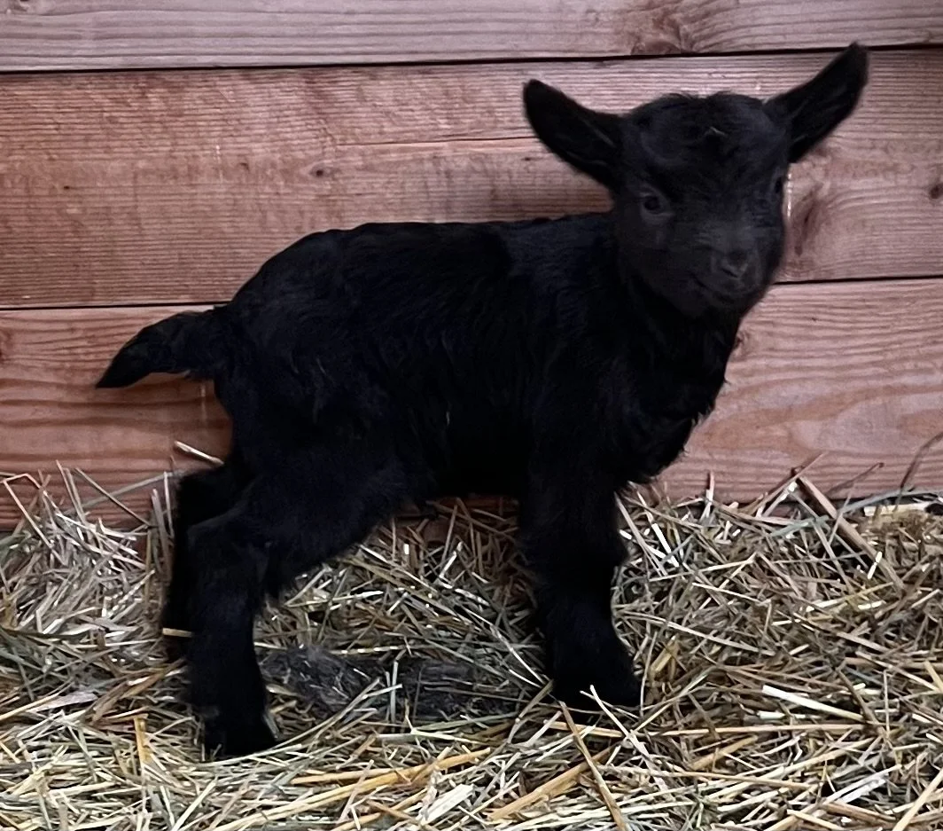 SOLD! T21 Choc Buckling