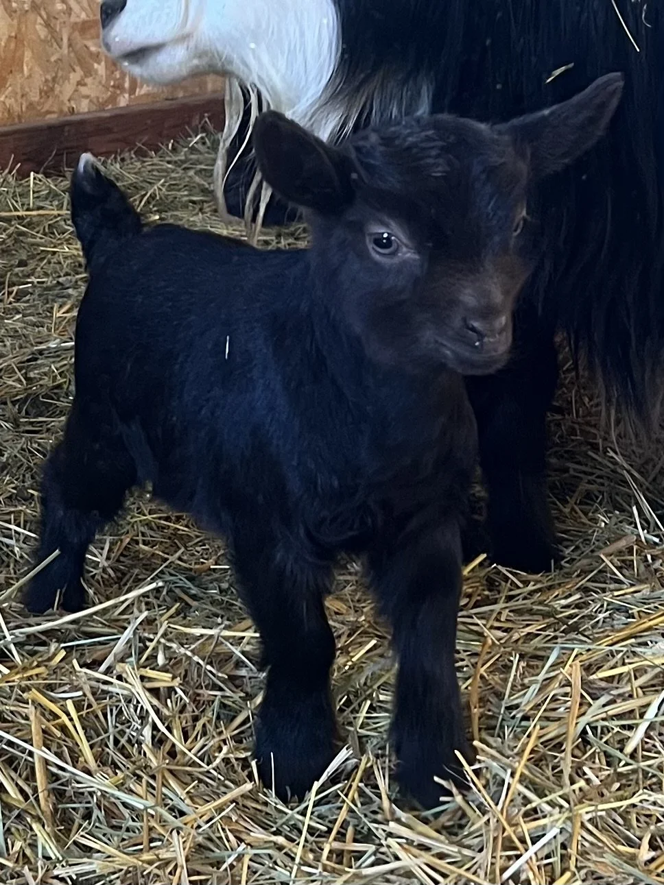 RETAINED -T22 Choc Doeling