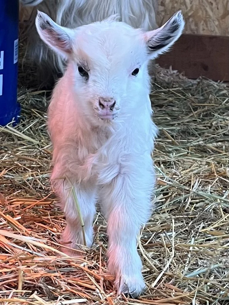 RETAINED-V01 Lollipop