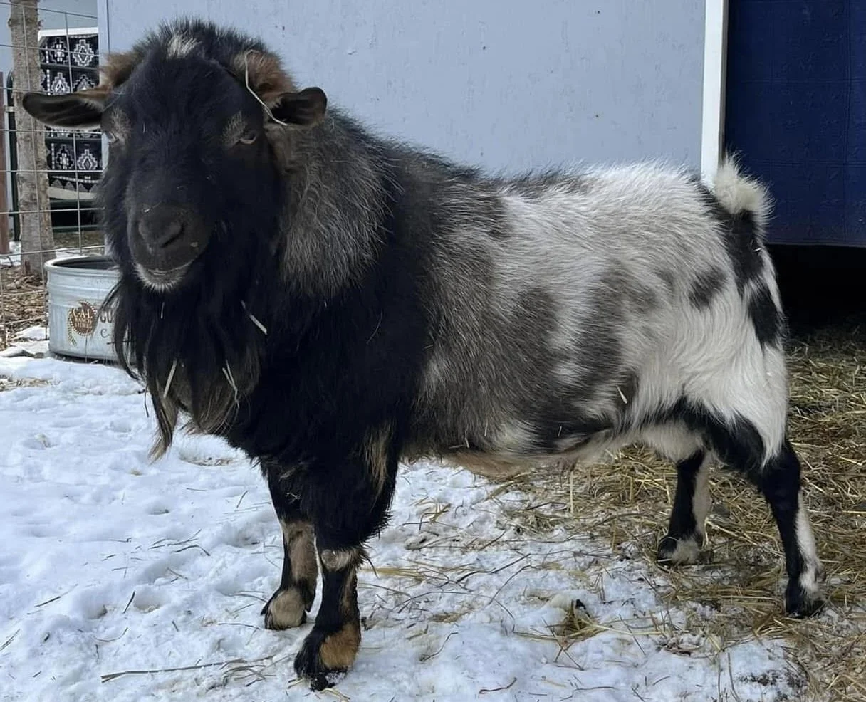 FF Howling Mad Murdock