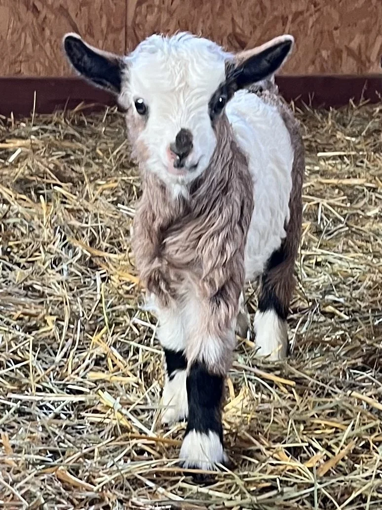 V03 Doeling-Retained