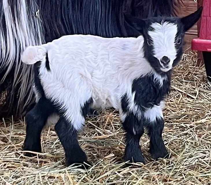 V05 Doeling-FOR SALE