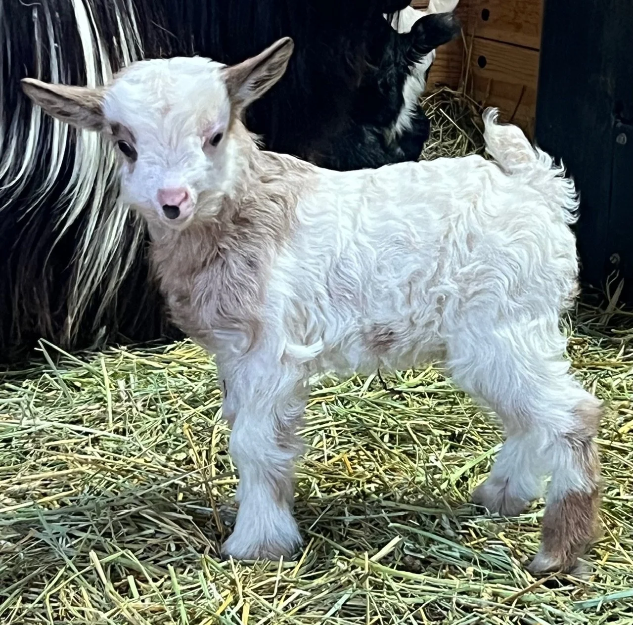 V07 Doeling-Retained