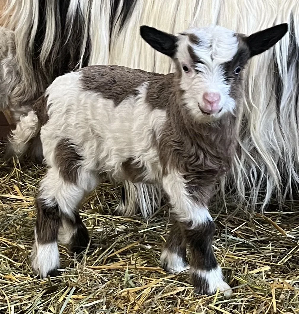 V08 Buckling-ON HOLD