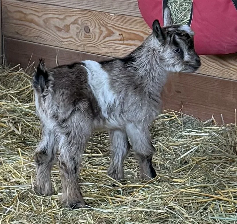 V10 Buckling-ON HOLD