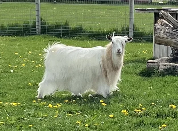 RGCH SMF Honey Quartz