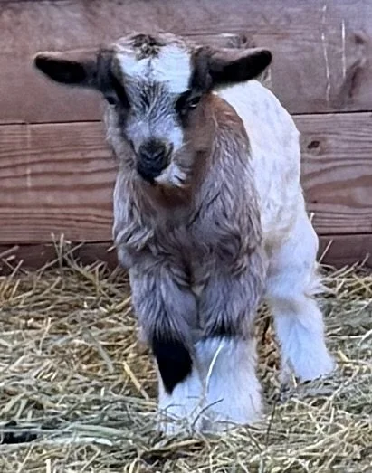 V12-Doeling/RETAINED