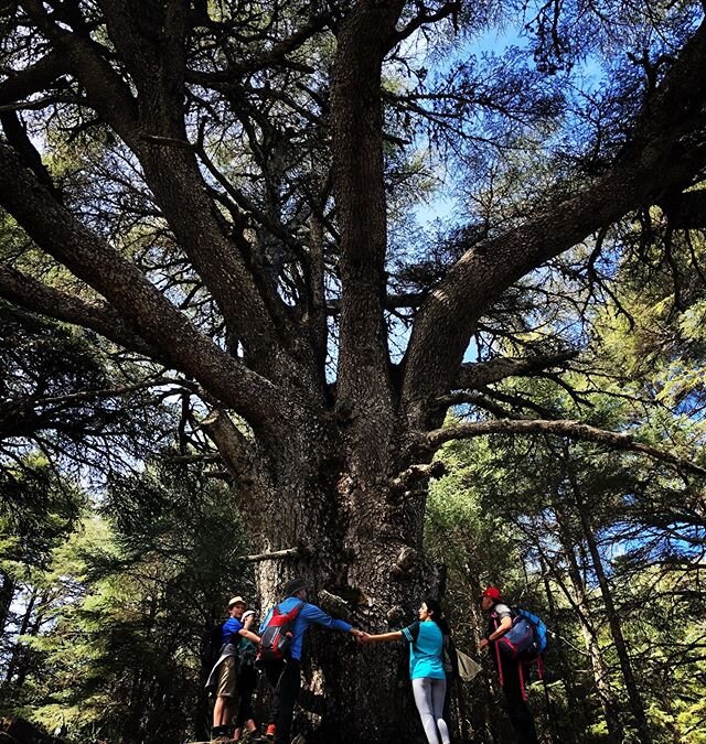 1000 years old oak tree #tazekkanationalpark #abryd_morocco #trekking #socialproject #trees #forest
