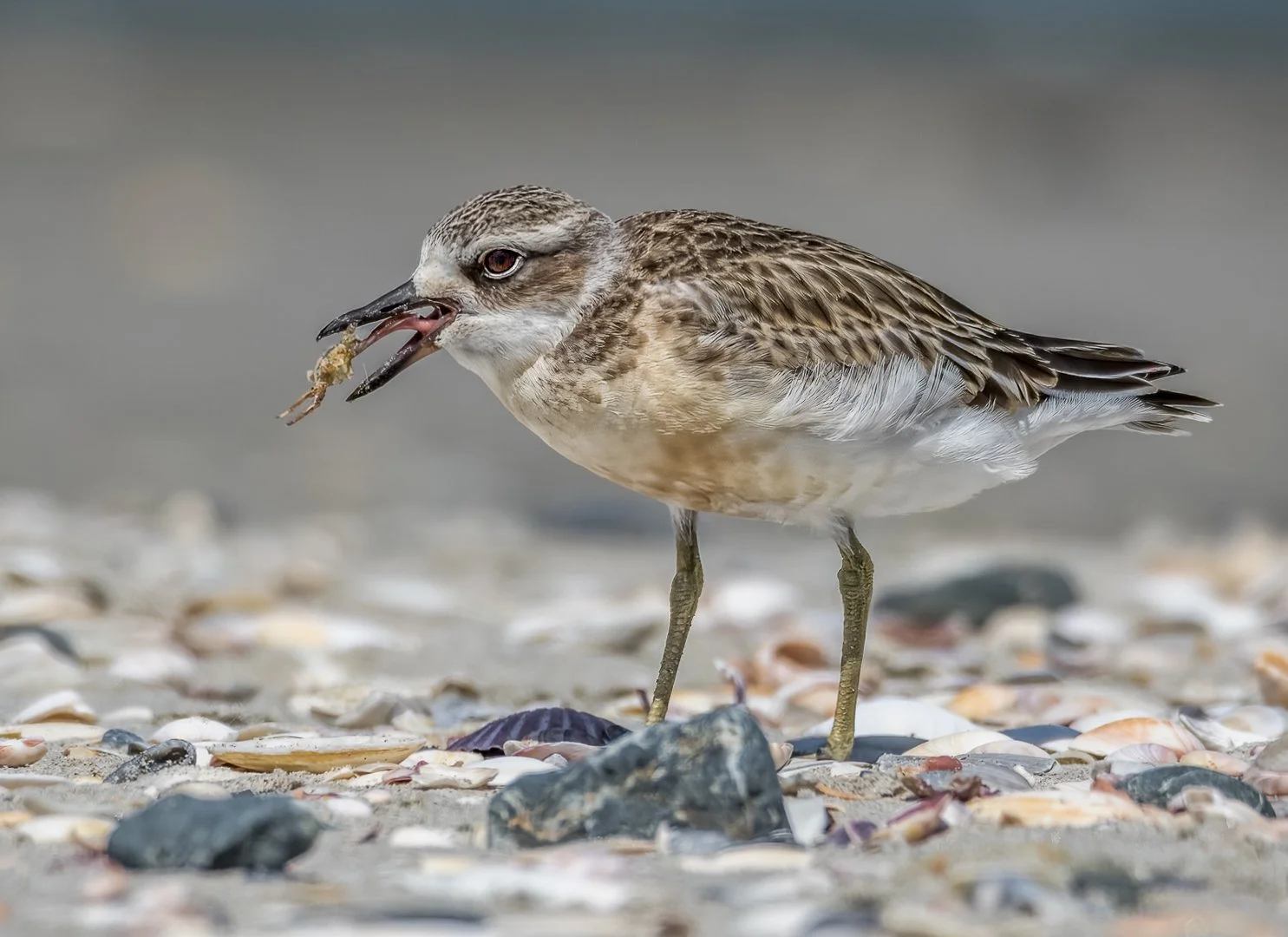 NZ Northern Dotterel (Ouch) -  New Zealand Dotterel  -  Silver Medal, Bristol International Salon 2023  