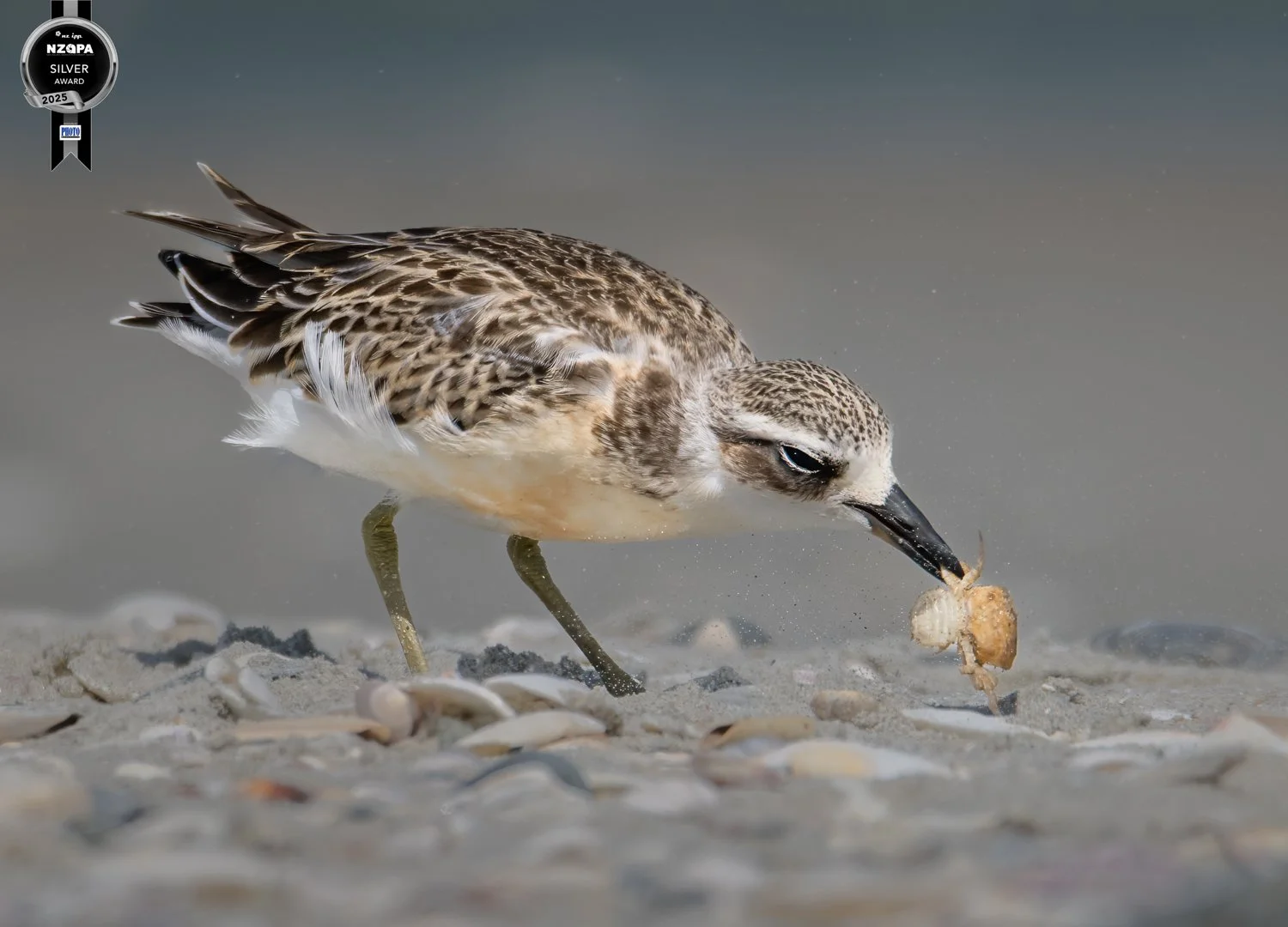 Tuturiwhatu, NZ Northern Dotterel -Silver Medal, Top 25,  NZIPP Amateur Photographer of the Year, Aug 2025