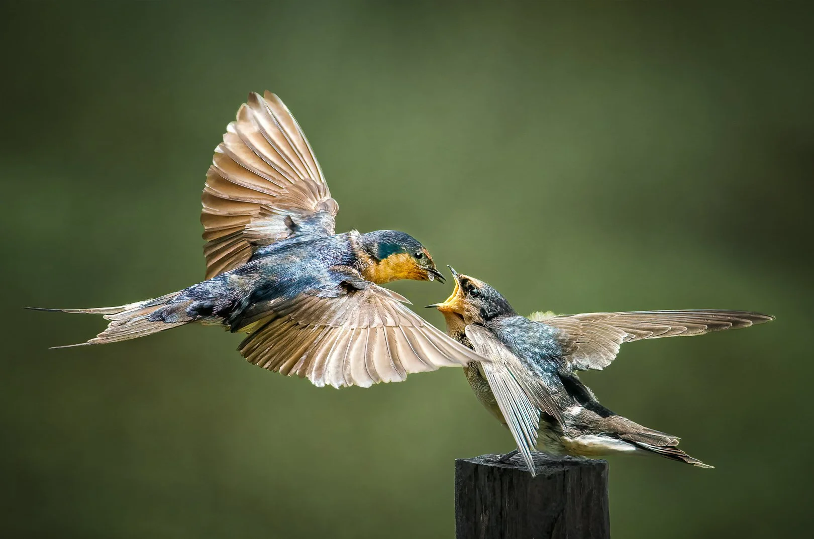 Welcome Swallows -IAAP Bronze Medal , Lion City International Salon -  2023