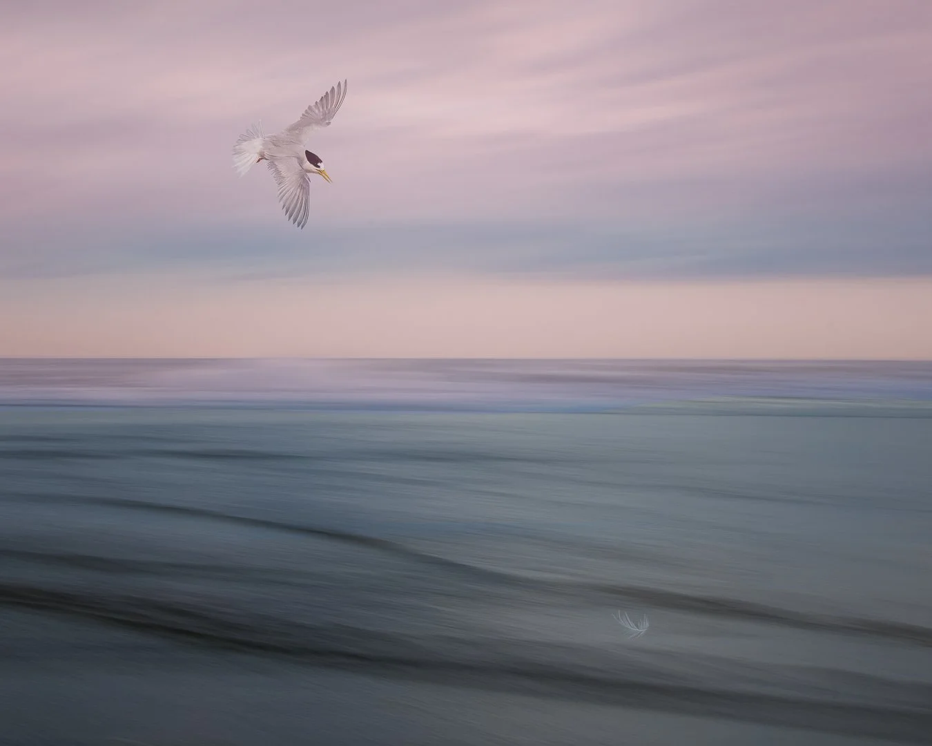 Tara iti (Fairy Tern) - 1st, Canon on Line, Round 1, Apr 2023