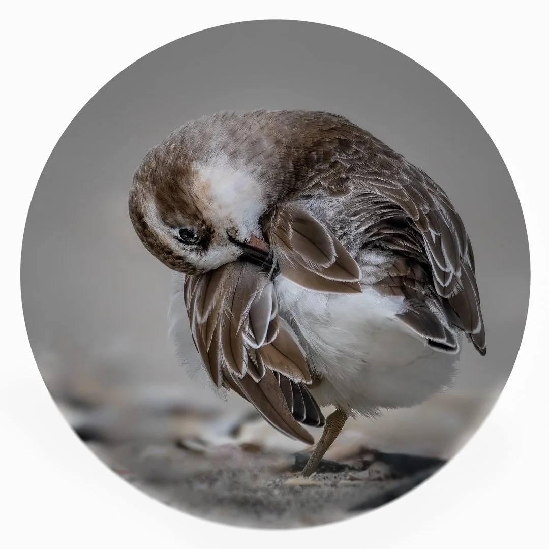 Tuturiwhatu, (Dotterel) - 1st Place,  Great Summer Art Exhibition, 2021