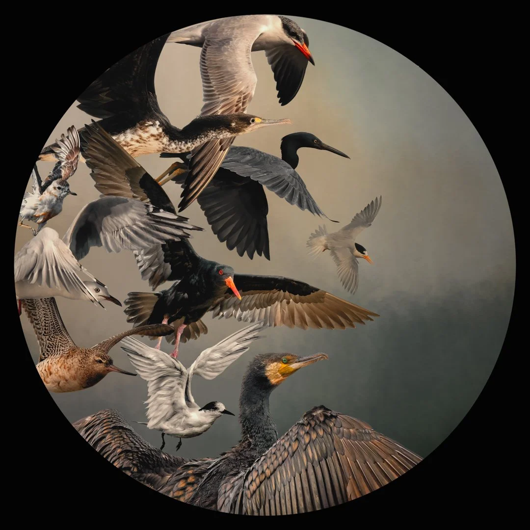 Threatened - First Place, Mahurangi Great Summer Art Exhibition, Dec 2025