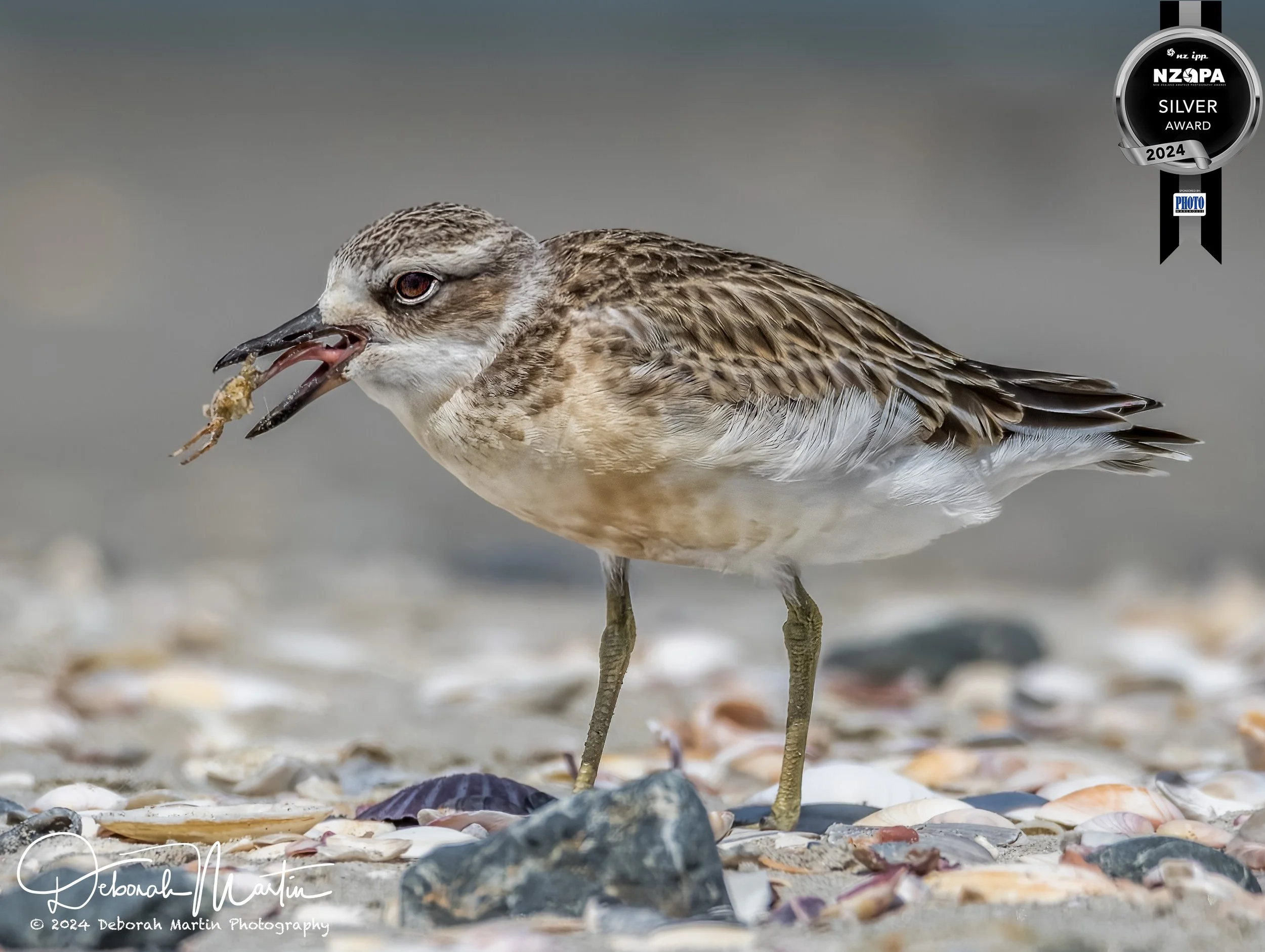 NZ Northern Dotterel (Ouch) - Silver Medal, NZIPP Amateur Photographer of the Year, Mar 2024