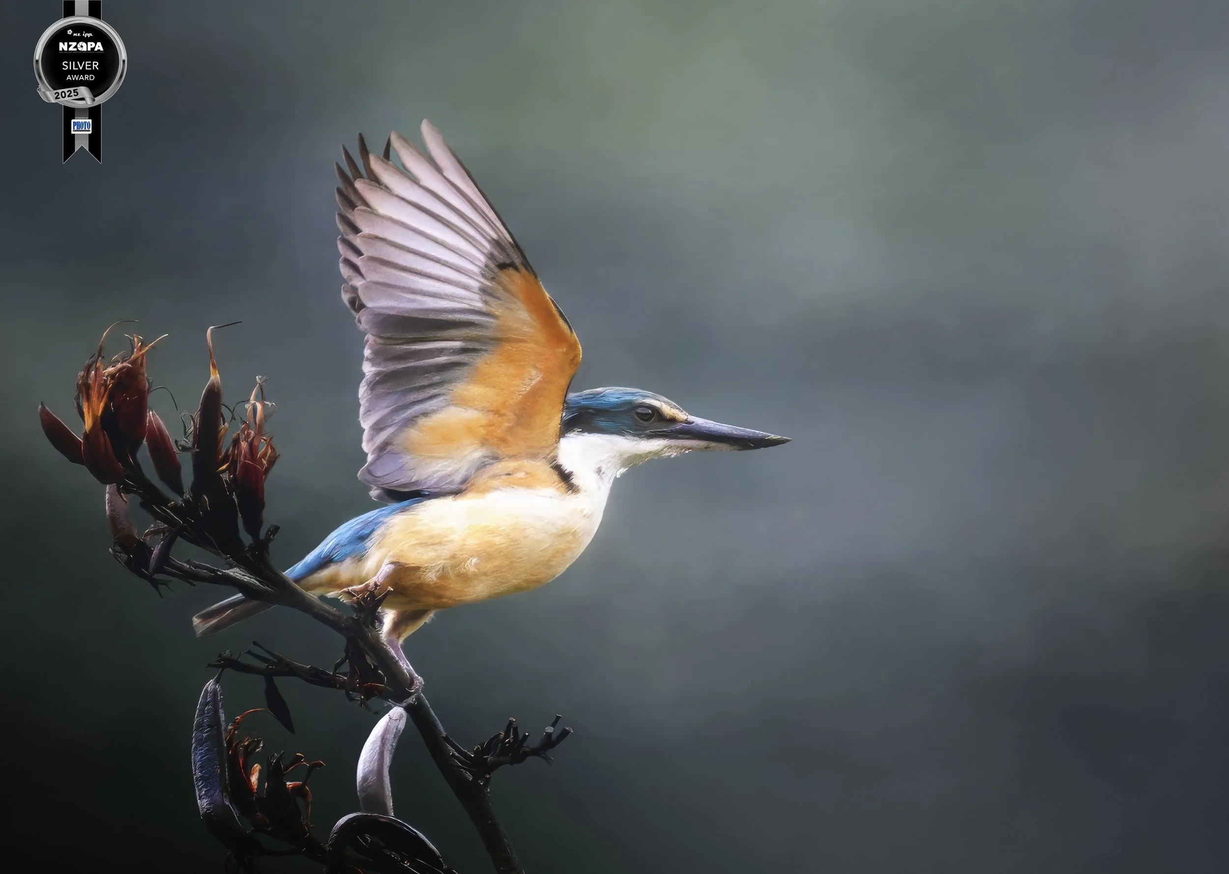 Take Wing, (Kingfisher) - Silver Medal, Top 25,  NZIPP Amateur Photographer of the Year, Aug 2025