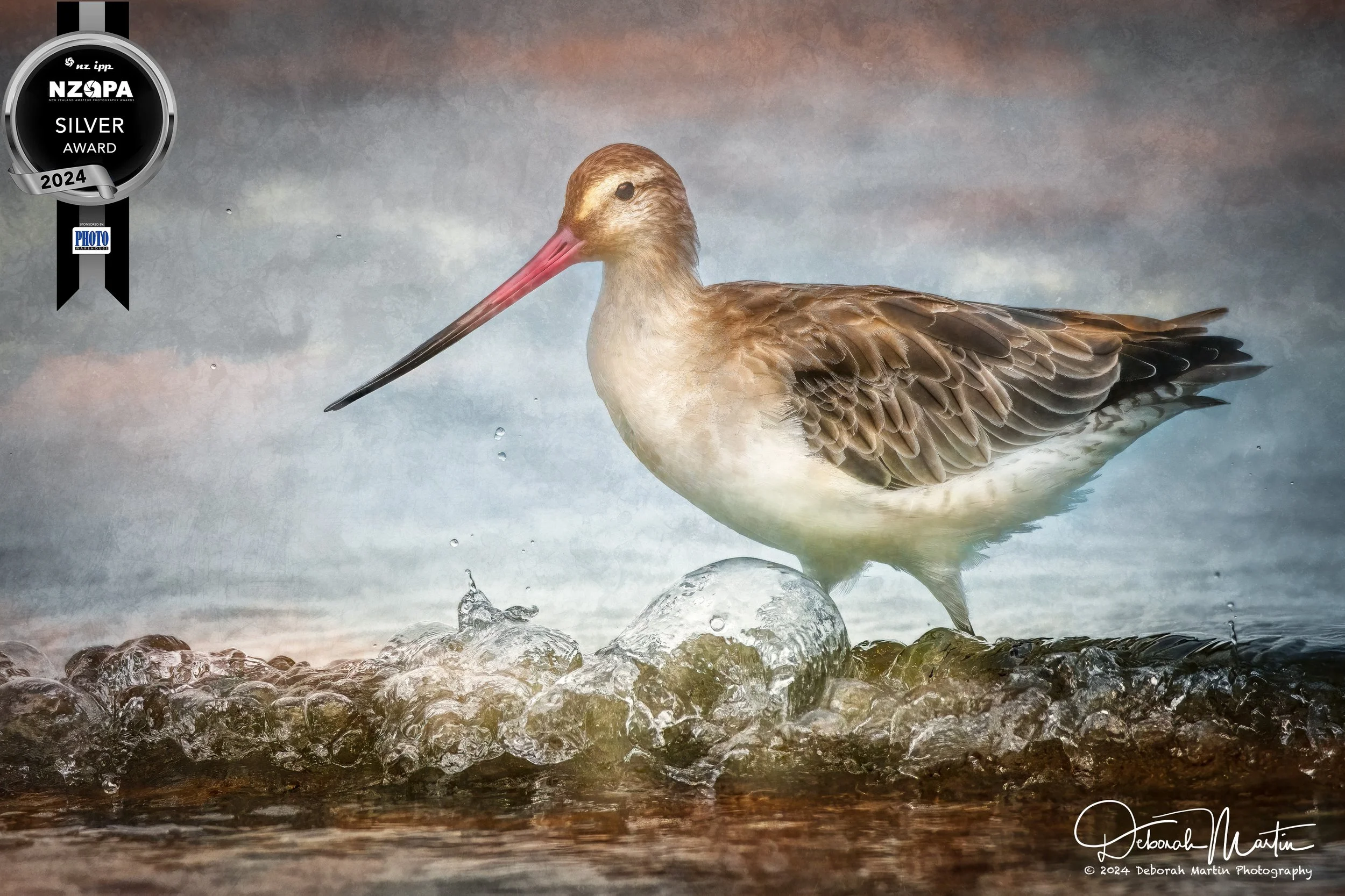 After 12,000km (Bar-tailed Godwit) -Silver Medal, NZIPP Amateur Photographer of the Year, Mar 2024