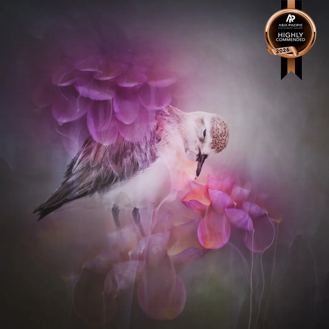 Whimsical - Highly Commended, Asia Pacific Awards, Mar 2026