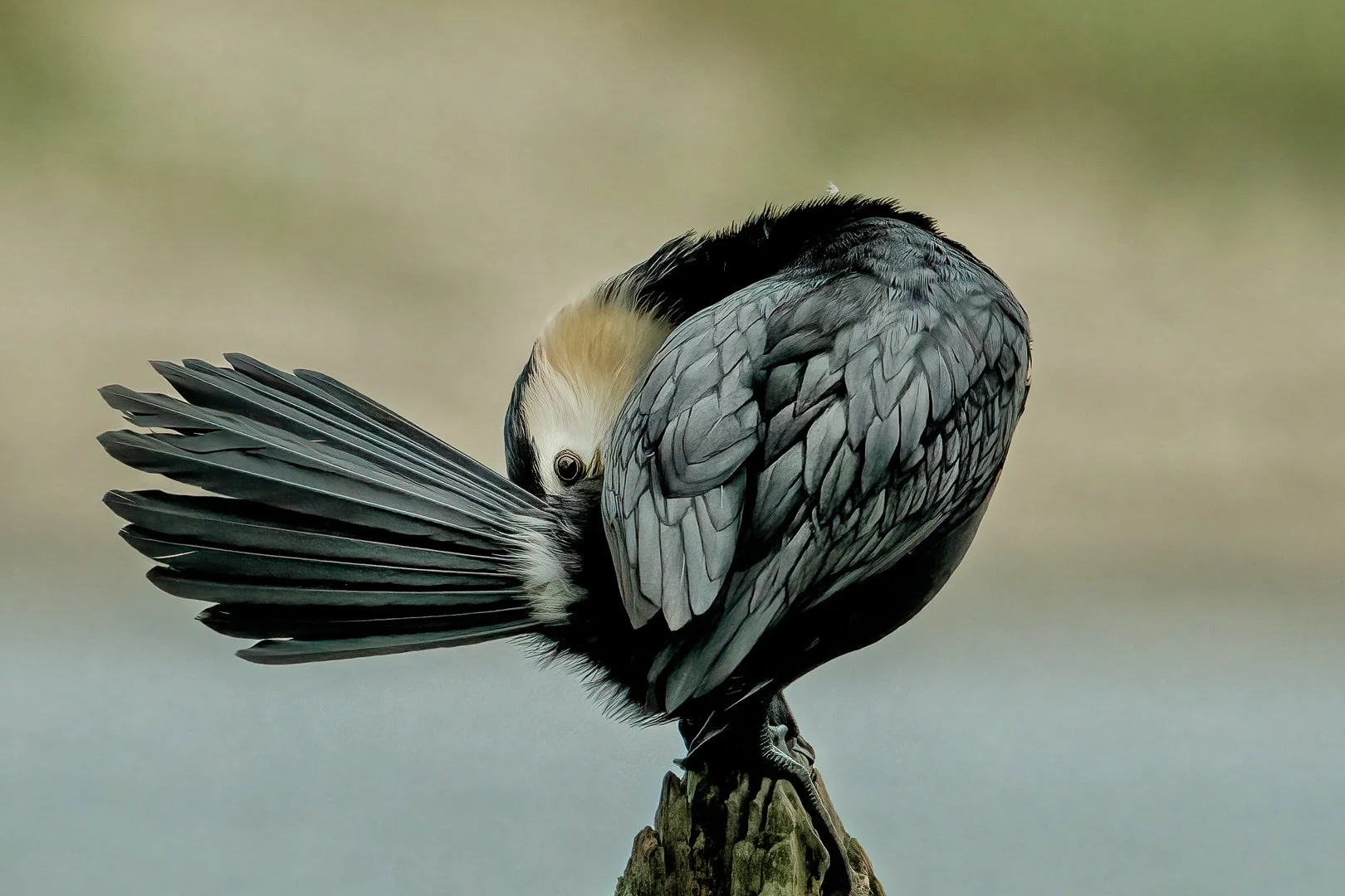 Little Shag - PC PERESTO Bronze Medal  Montenegro, 6th International Circular of Photography, Spring Clicks, Nature 2023, 