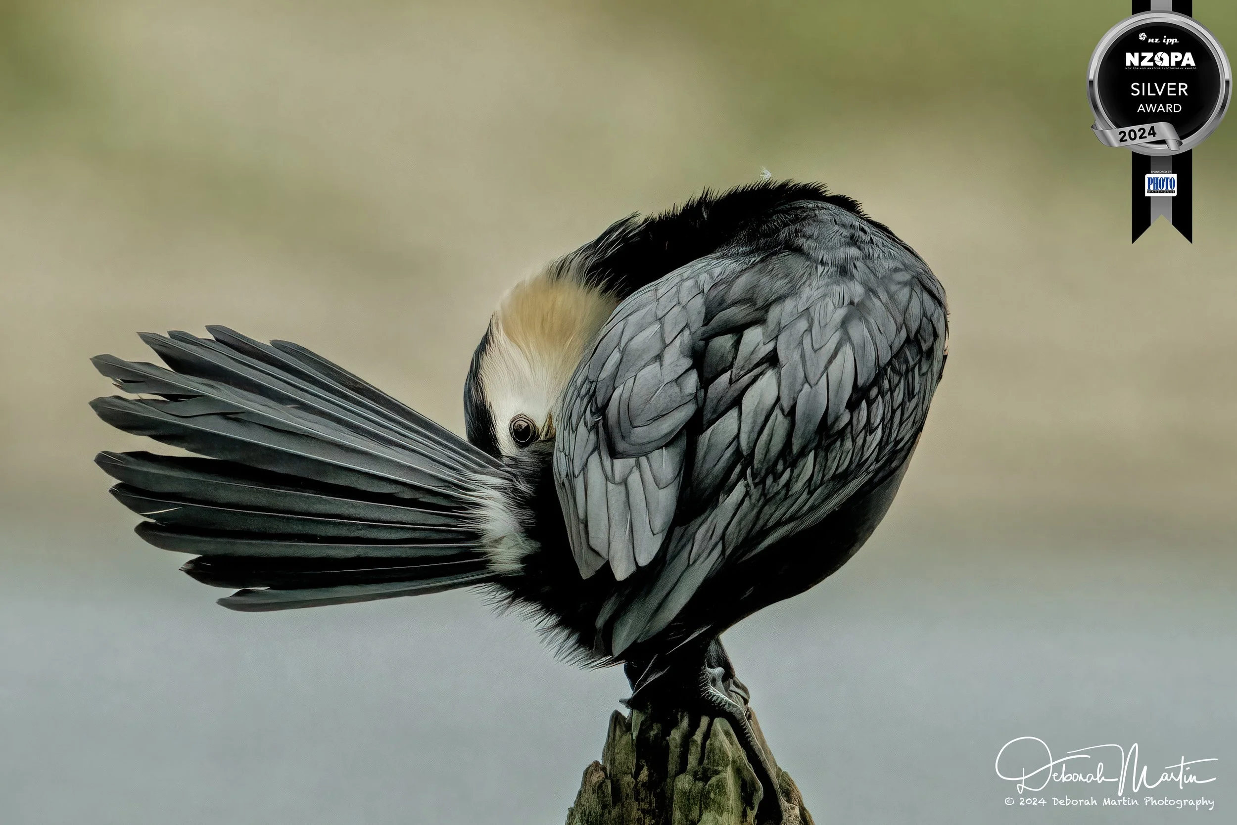 Little Shag - Silver Medal, NZIPP Amateur Photographer of the Year, Mar 2024