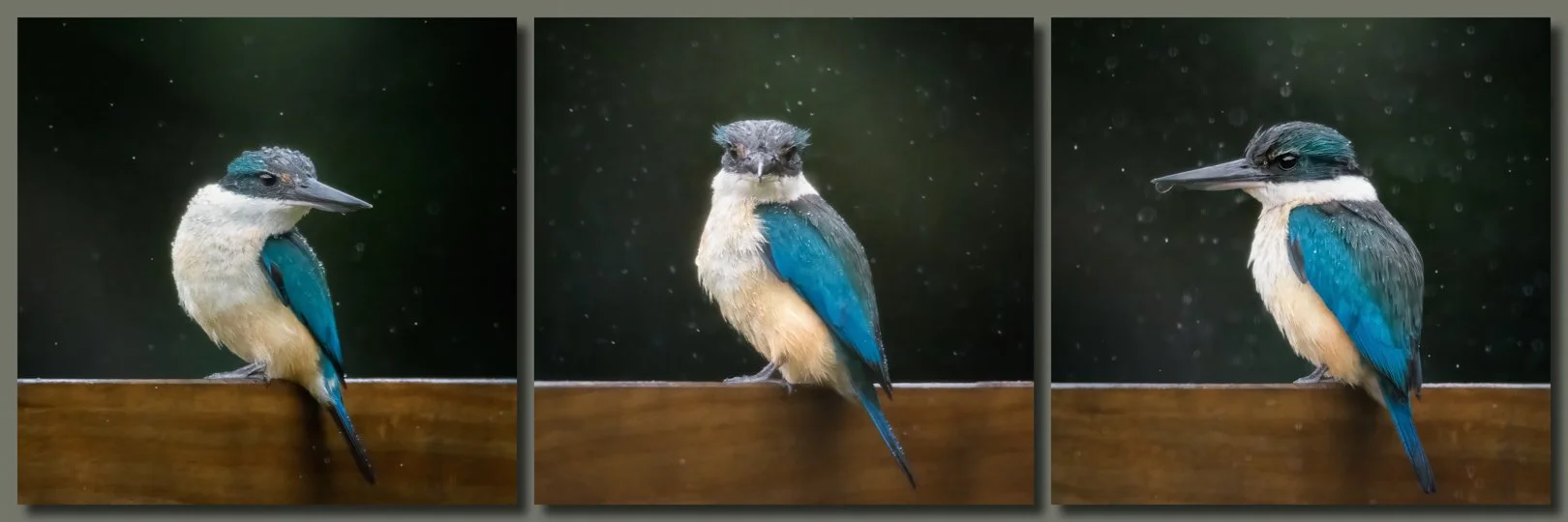 Just Sitting in the Rain, (Kingfisher) - Best Entry "Rain", Nelson Triptych Salon, Aug 2025