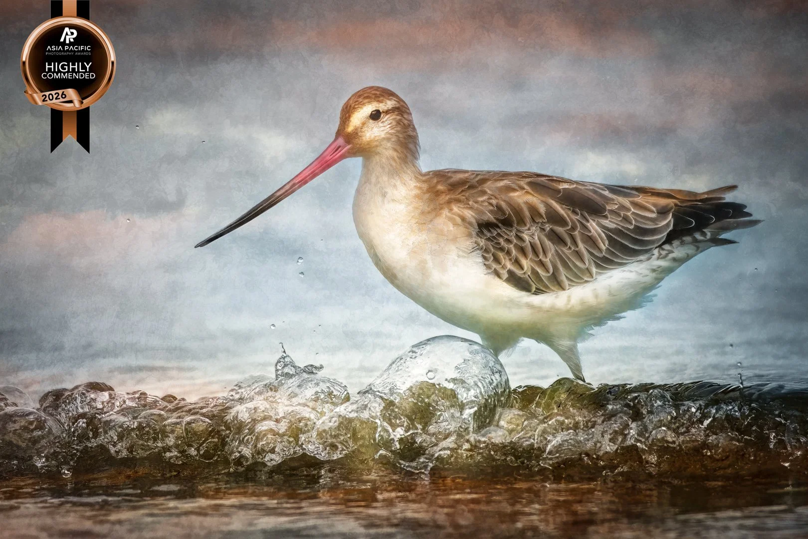 After 12,000km, (Bar-tailed Godwit) - Highly Commended, Asia Pacific Awards, Mar 2026
