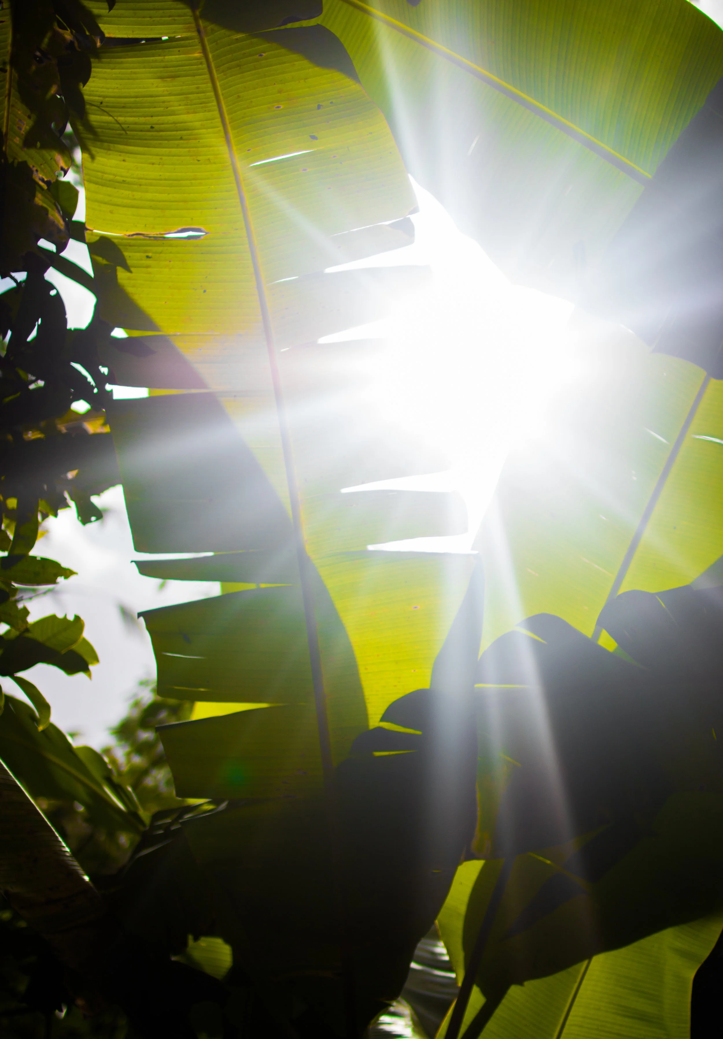 Let The Light in