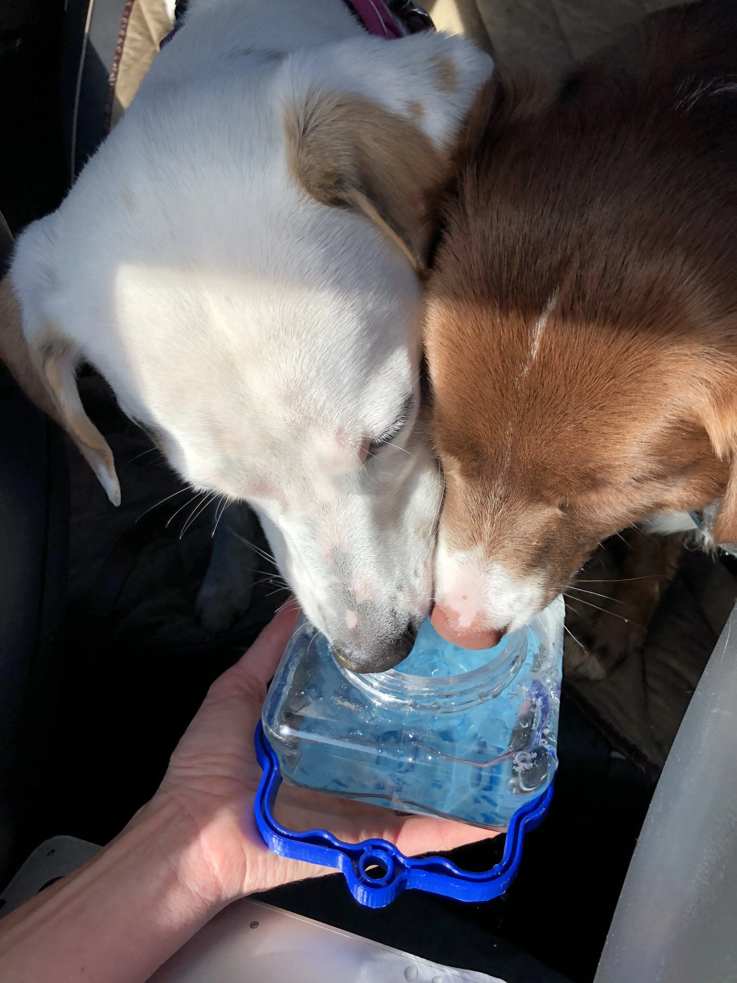 2 dogs one cup.JPG