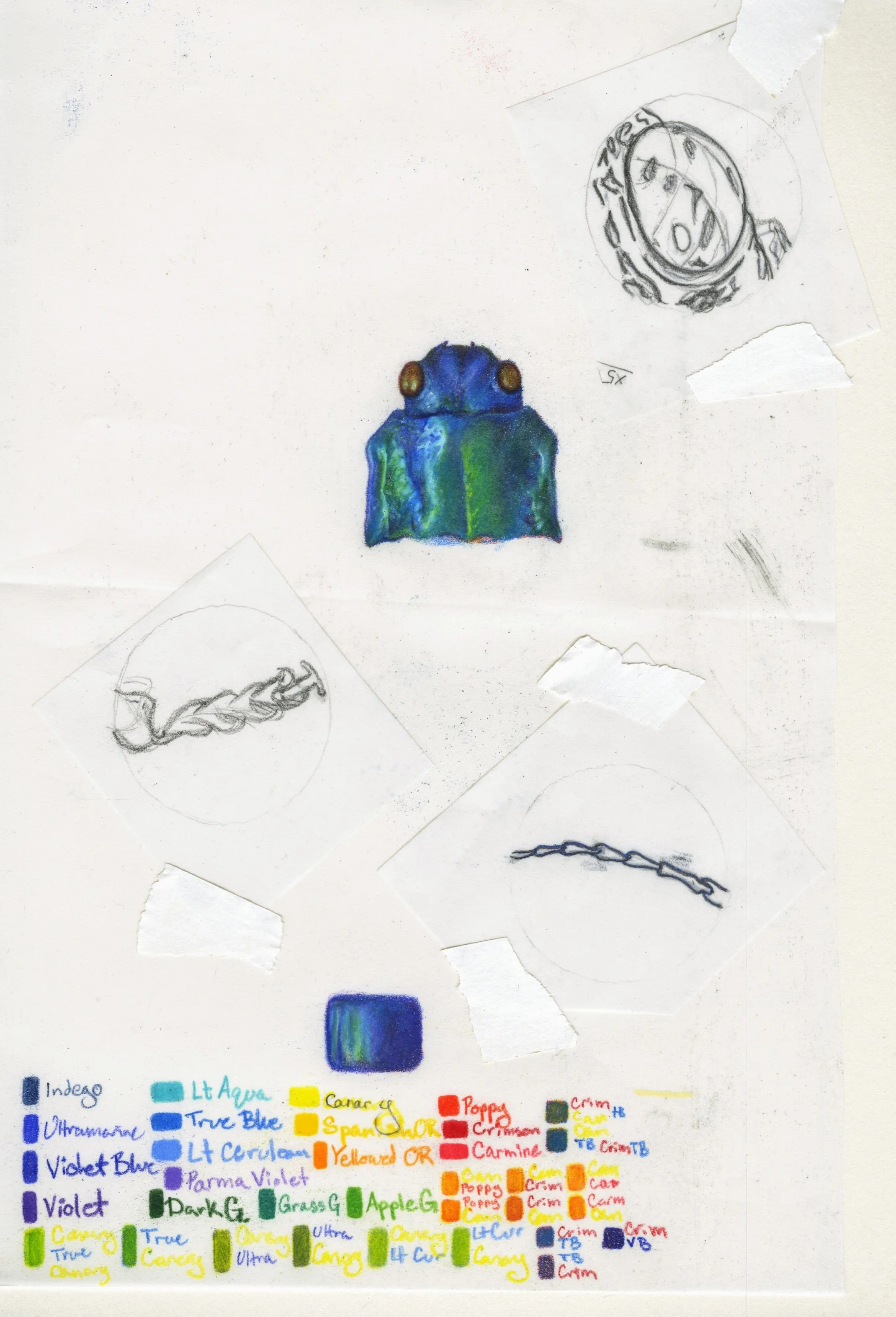 Chalcophora virginiensis, Study