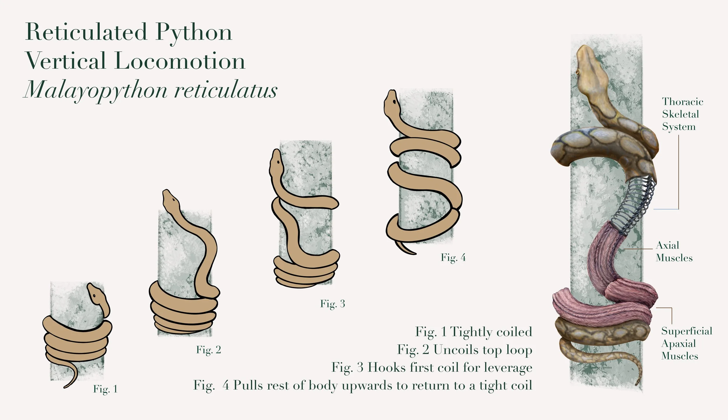 How Snakes Climb, Scientific Illustration
