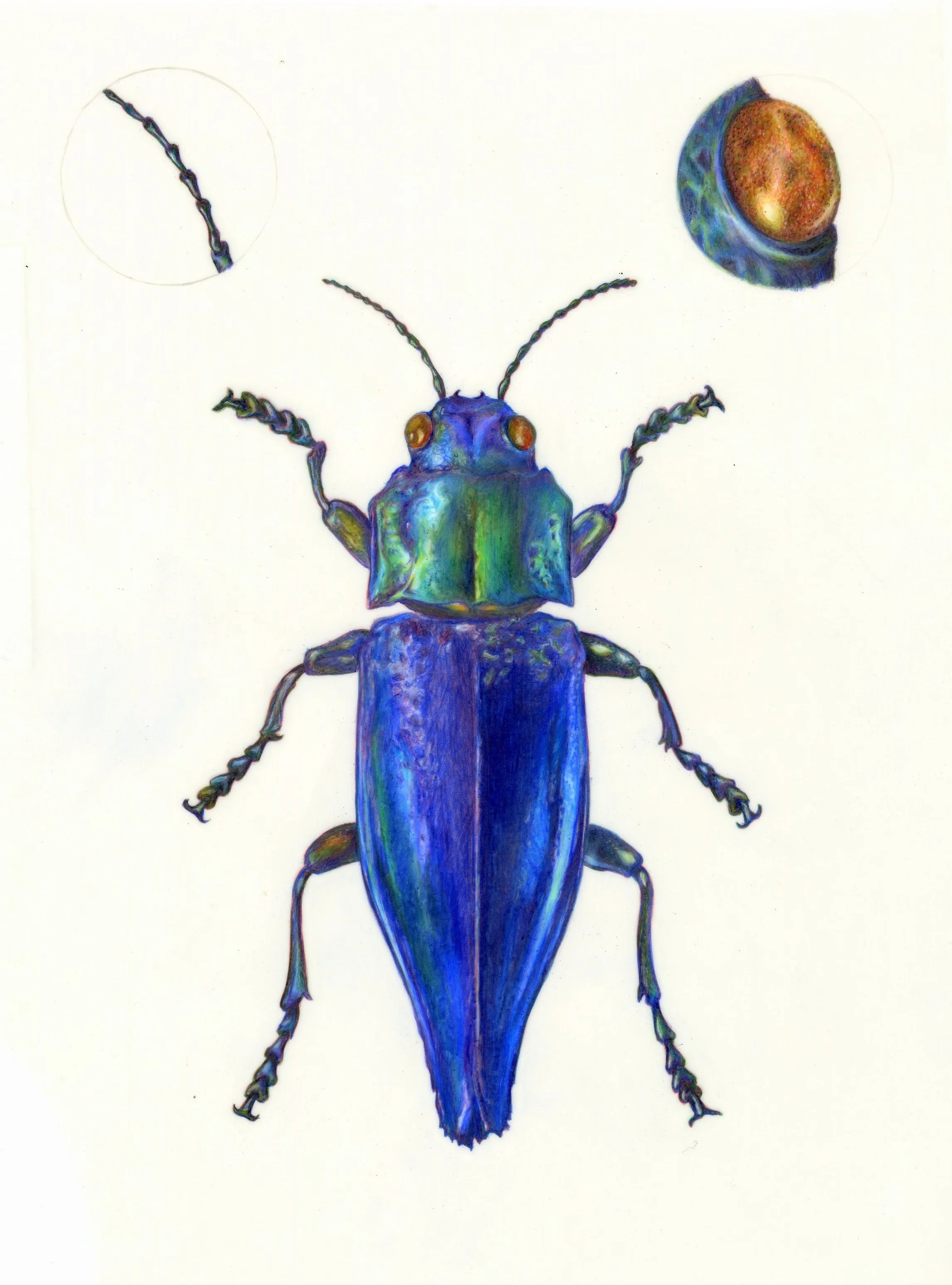 Chalcophora virginiensis, Scientific Illustration