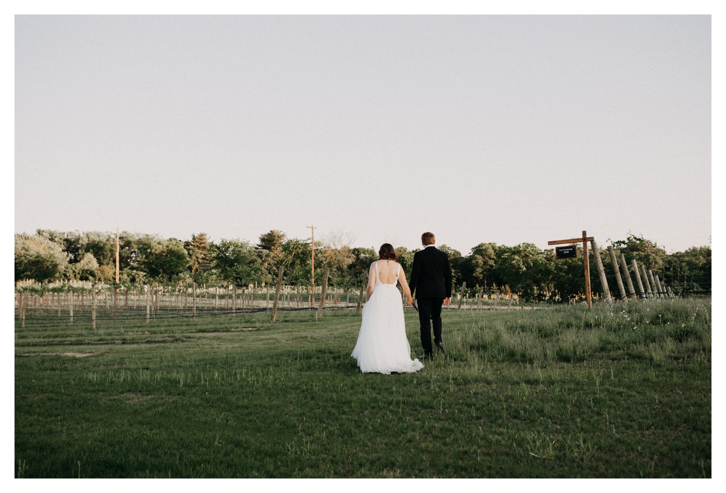 Bride and groom walking in vineyard at 7 Vines winery in Minnesota