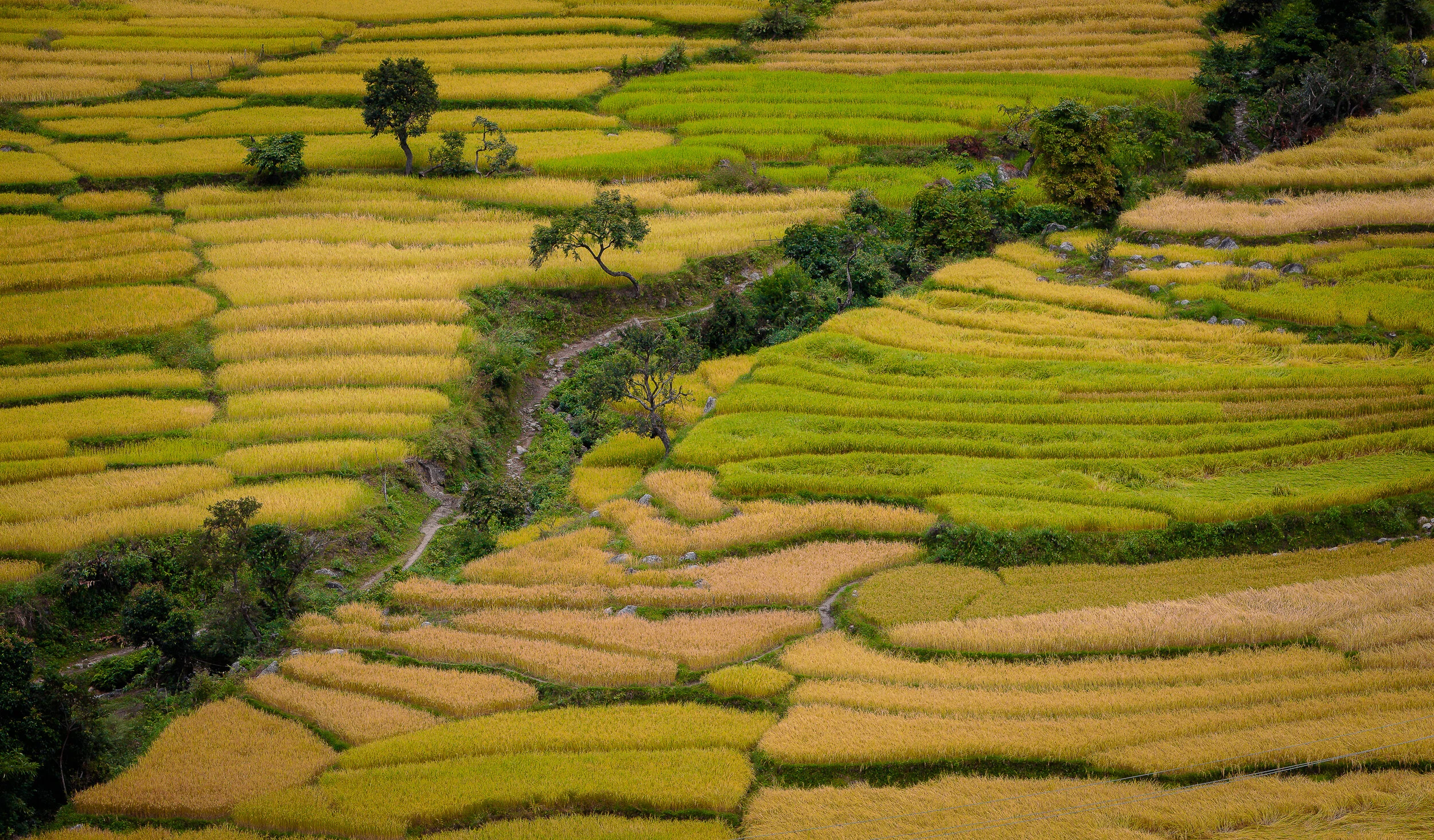 Rice Paddies, 2010, Bhutan