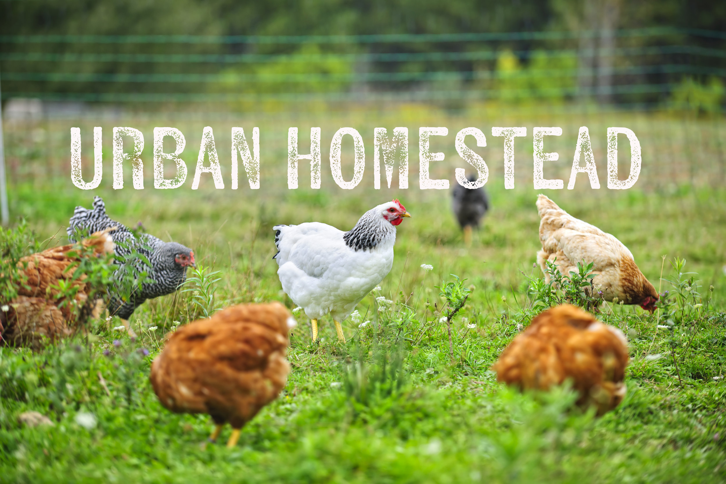 Paycheck 22- Urban Homestead