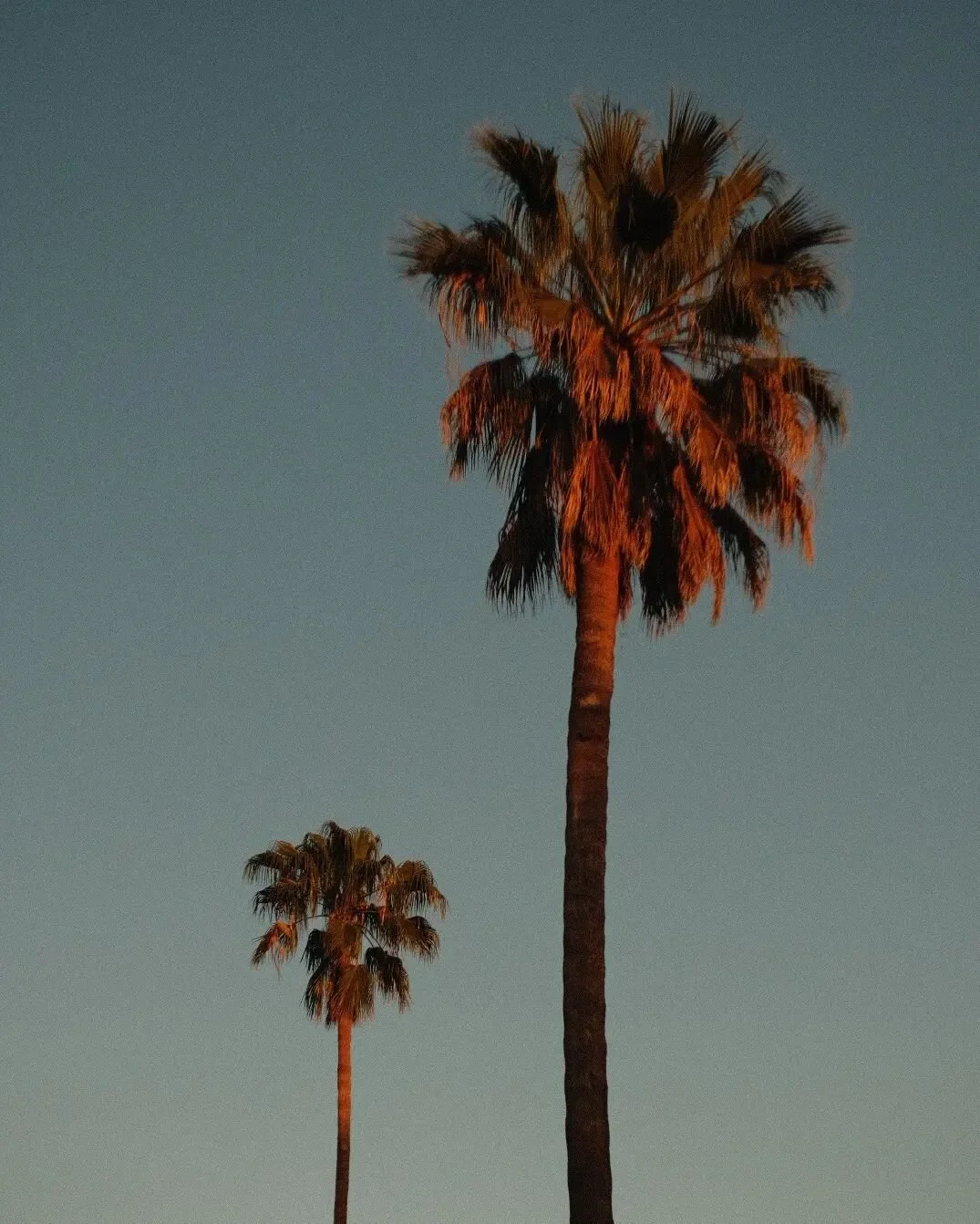SoCal palms at sunset.

#fujixt4 #supertakumar28mm #sunsetphotography #magichour #pasadenacalifornia #socalpalms #alpenglow