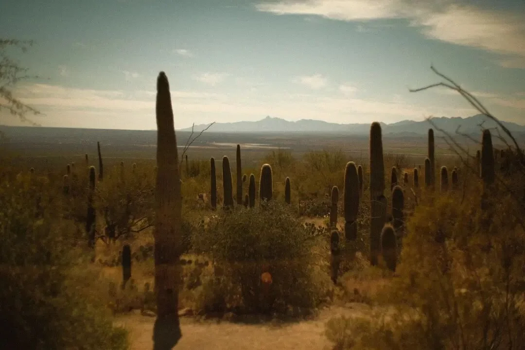 Sonoran Desert

#desertmuseum #fujixt4 #supertakumar50mmf14 #tucson #saguaronationalpark #saguaro #sonorandesert