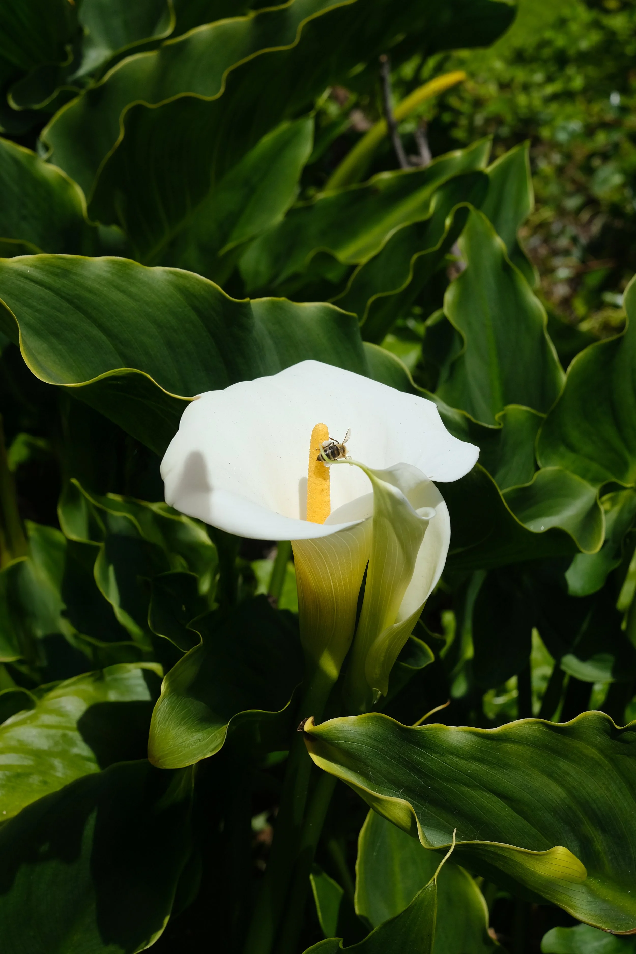 DSCF7973.jpg