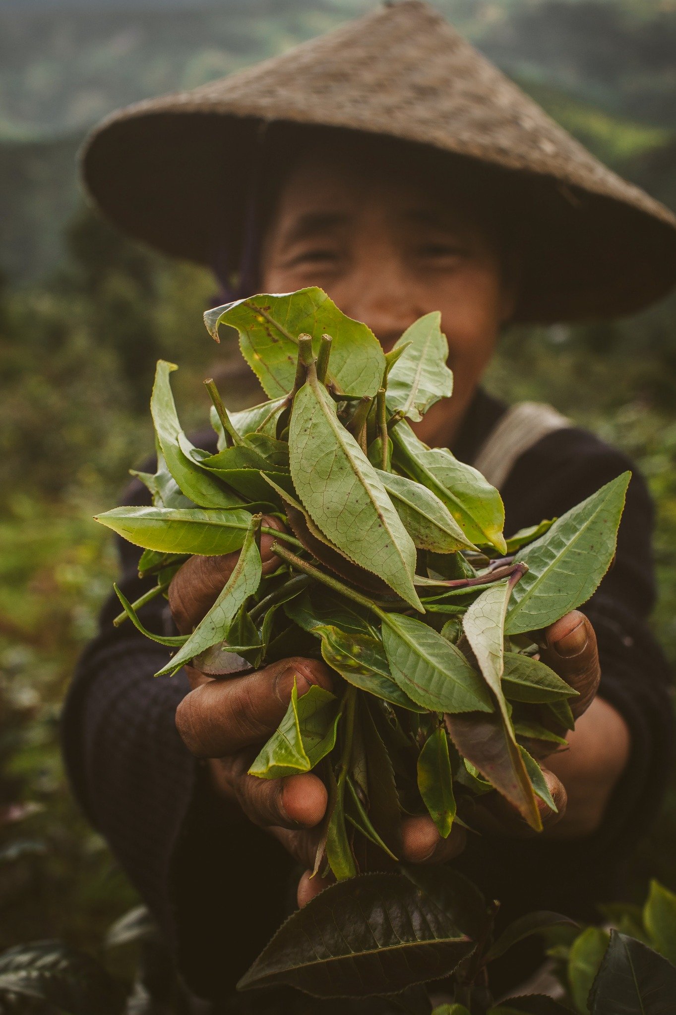 The creation of our award winning tea leaf dressing starts in Burma. Burma Love Foods&rsquo; 100% organic tea leaves are hand-picked in the &ldquo;two leaves - one bud&rdquo; configuration, where the flavor and punch is much more concentrated. It is 