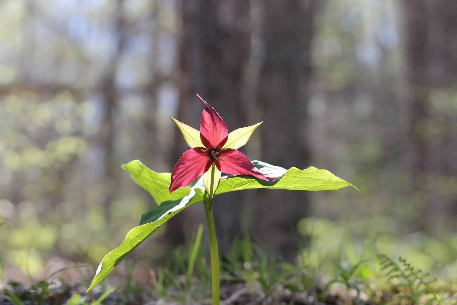 wildflower.jpg